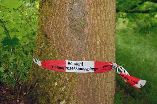 Eichenprozessionsspinner: Sportplatz Hirschgartendreieck geschlossen